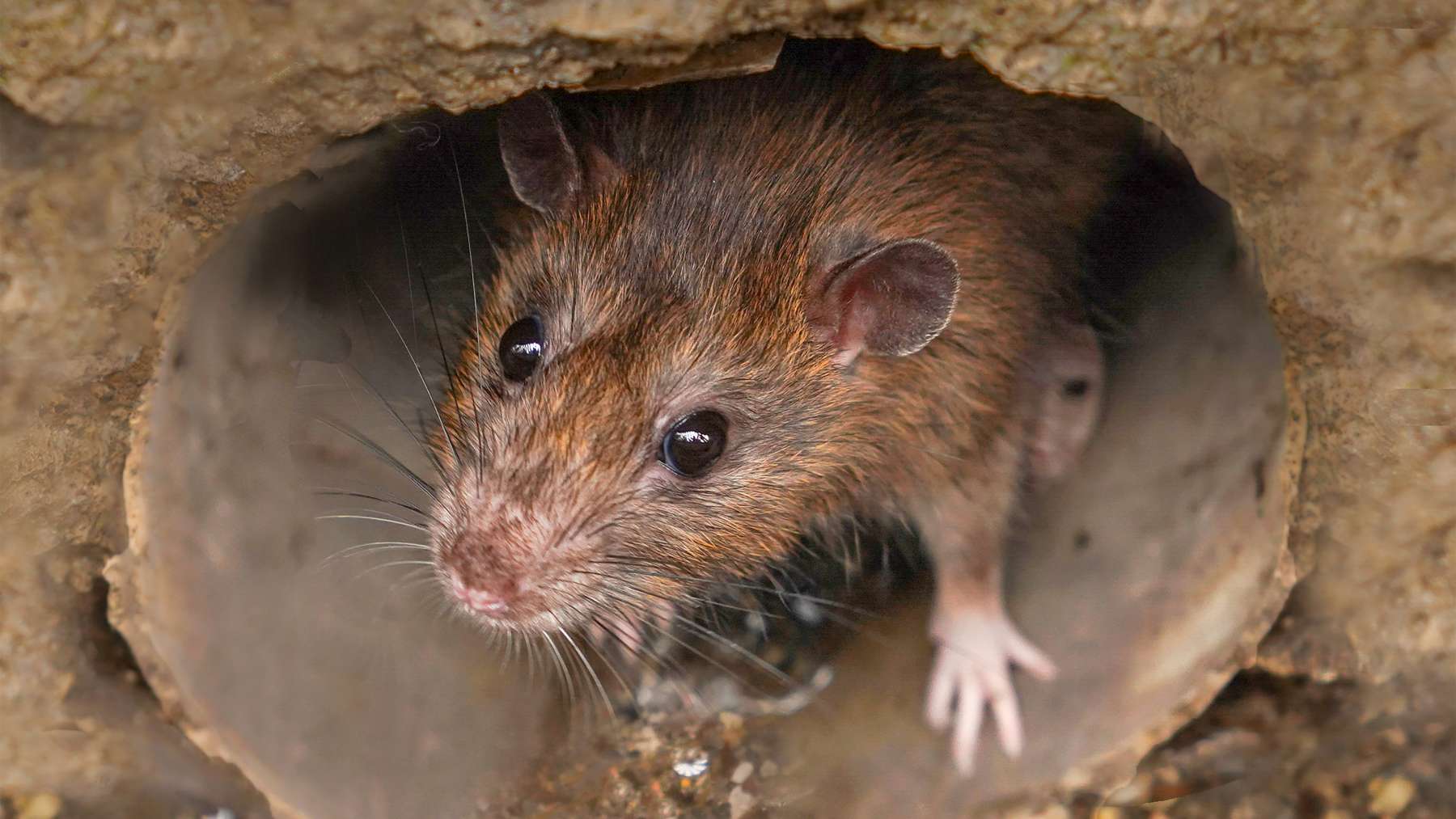 Alarm in California—a rat invasion is destroying almond plantations worth over $300 million and threatening the global supply