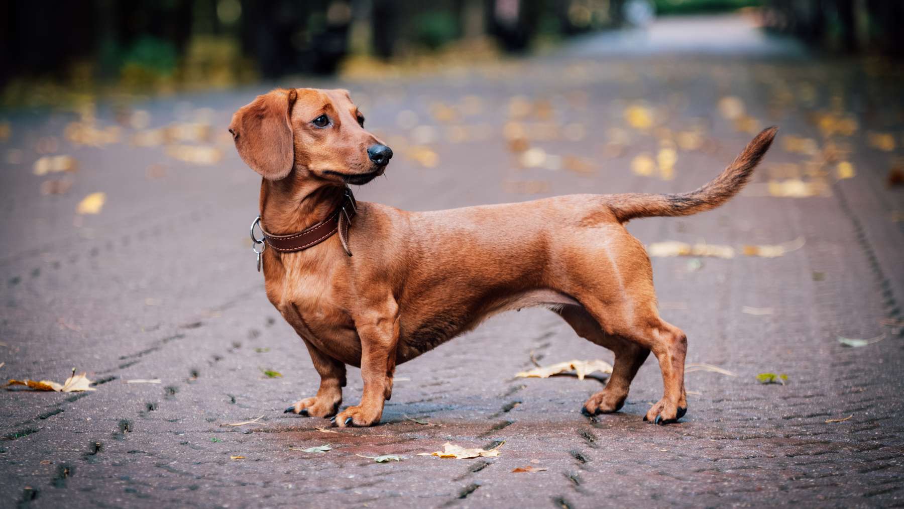 Dachshund