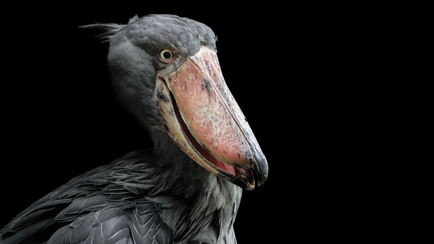 shoebill