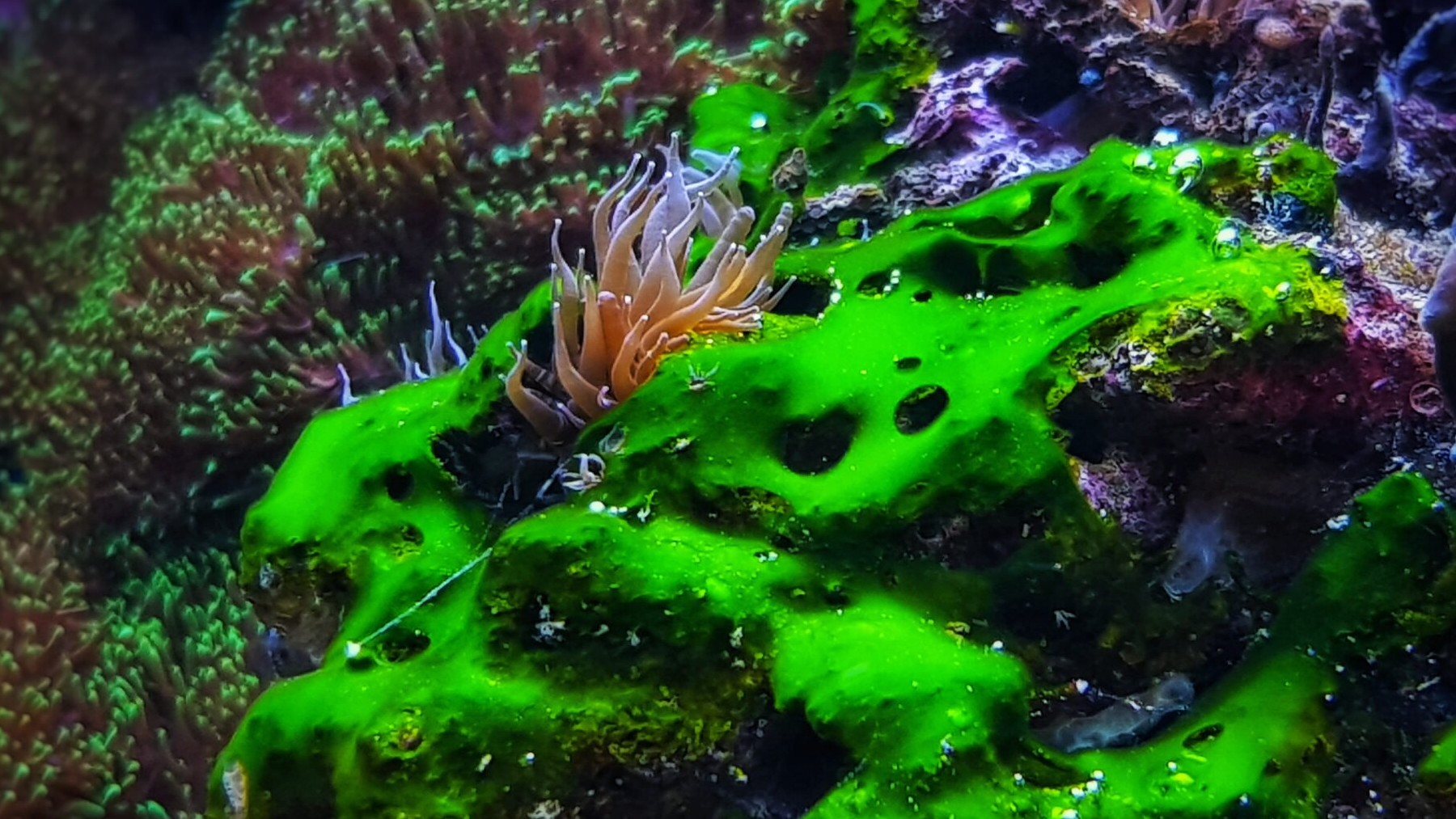 No meteorites, no volcanoes - it was the earth&#039;s rotation that triggered the great oxygen revolution