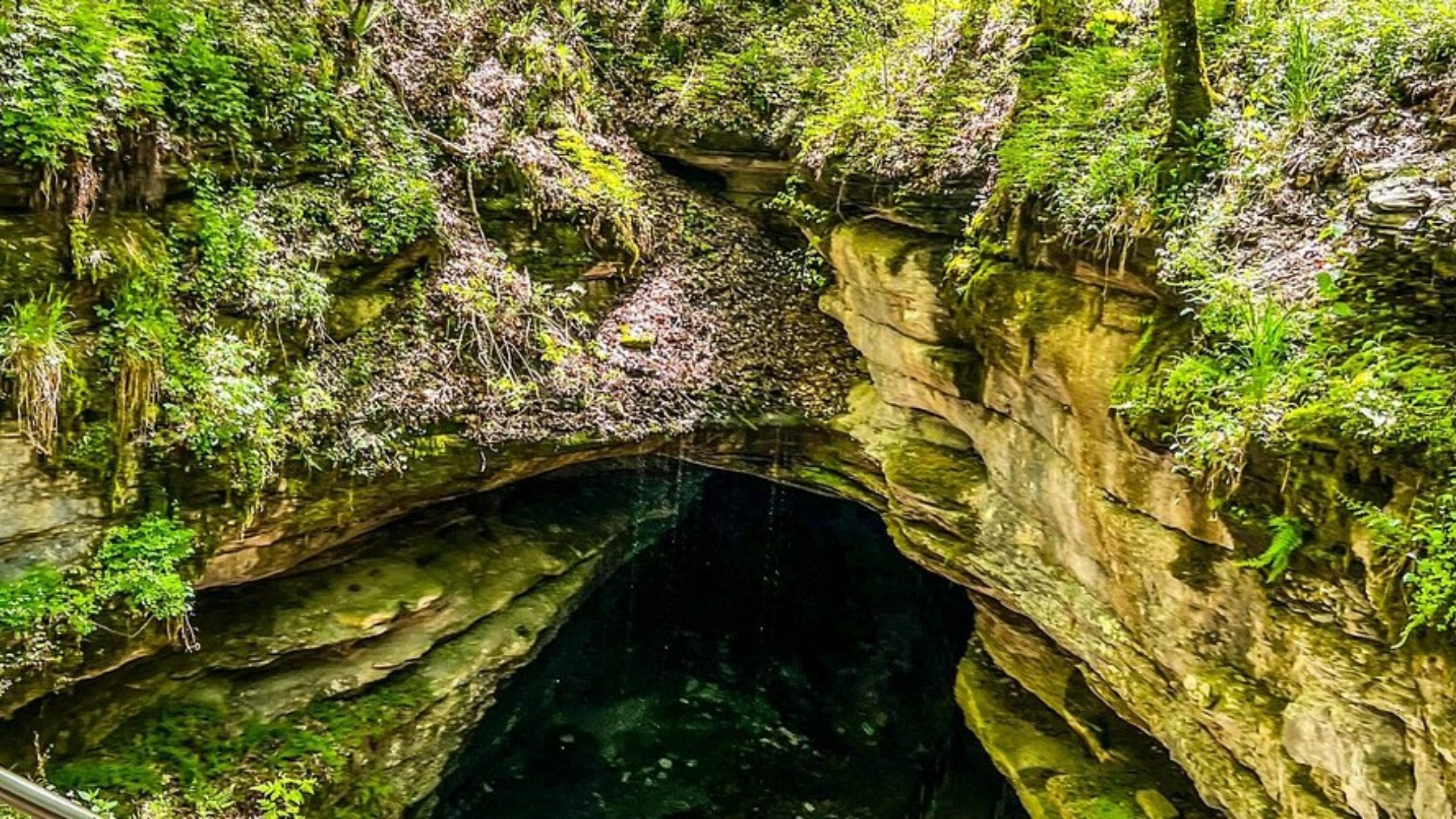 It&#039;s official - new giant marine species found in the depths of the planet&#039;s largest cave, Hang Son Doong