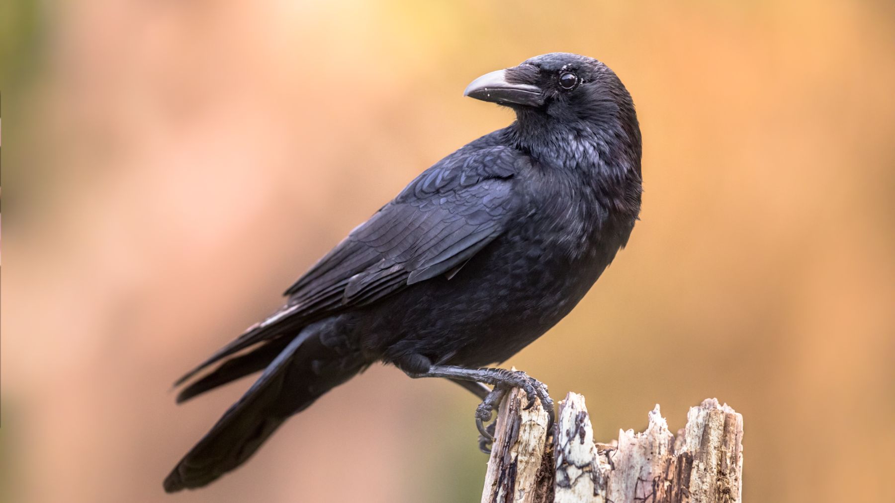 Confirmed by the University of Tübingen - Crows can identify regular geometric shapes without prior training, revealing surprising visual intelligence