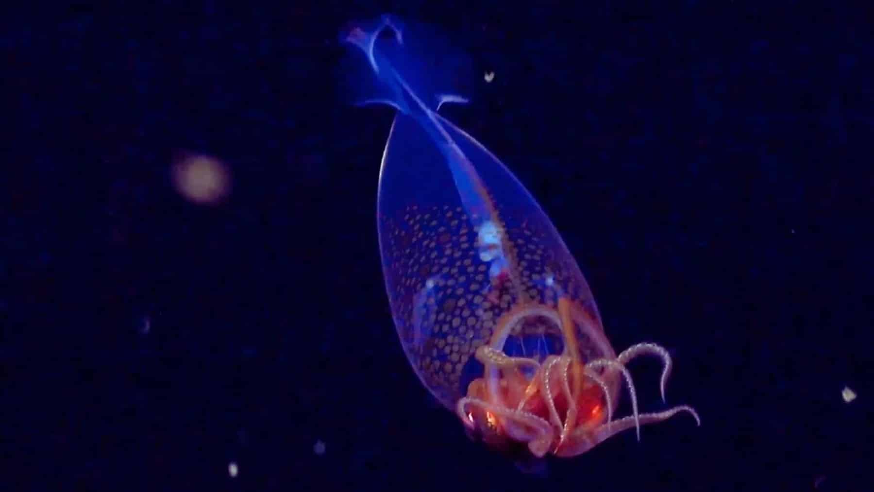 Confirmed - giant squid reappears in Japan after more than 100 years of no sightings and the images are breathtaking