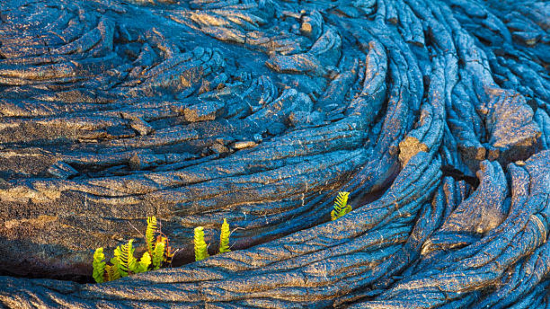 Confirmed - Scientists discover that trees could detect volcanic eruptions
