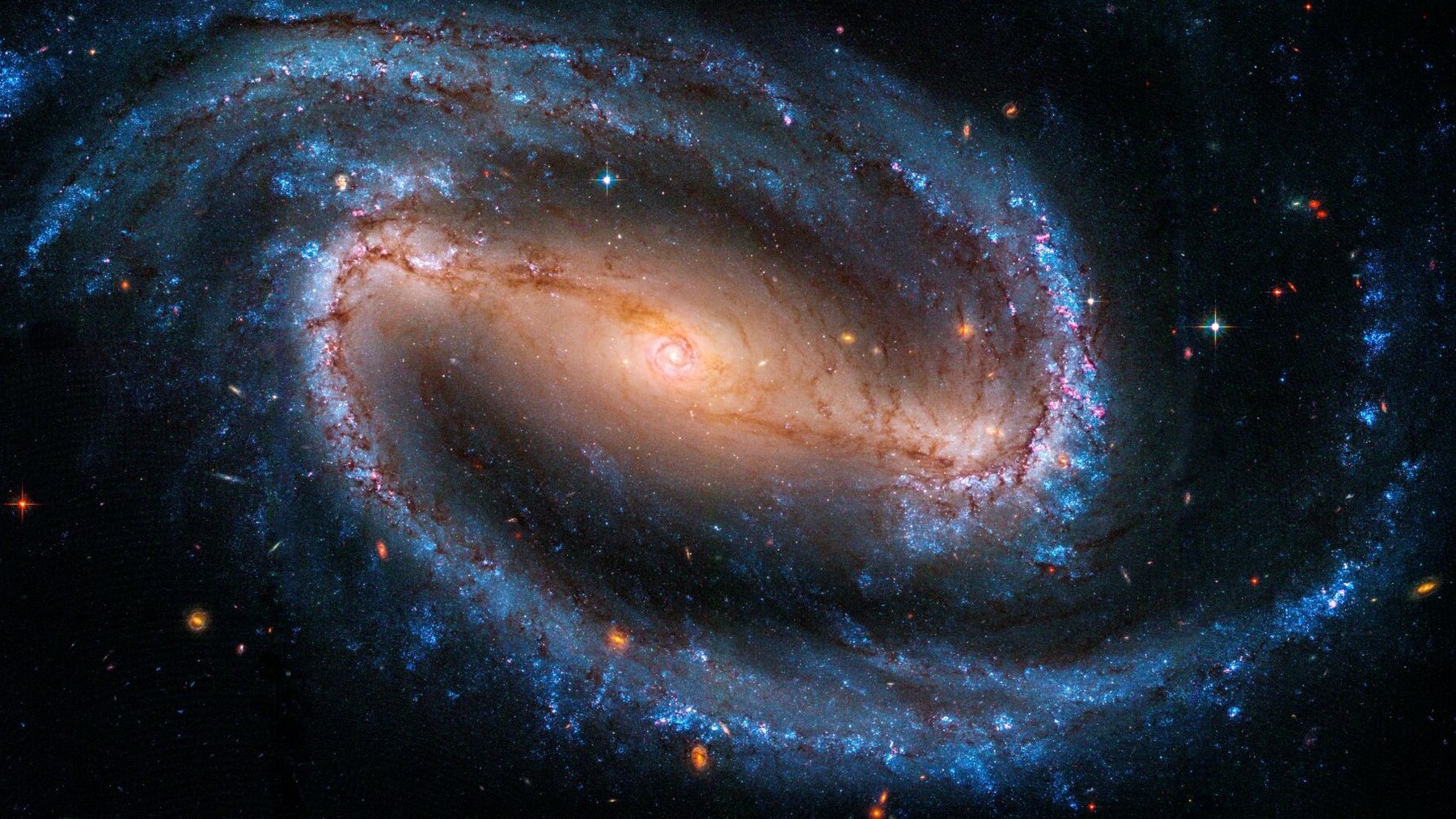 Confirmed - giant squid reappears in Japan after more than 100 years of no sightings and the images are breathtaking