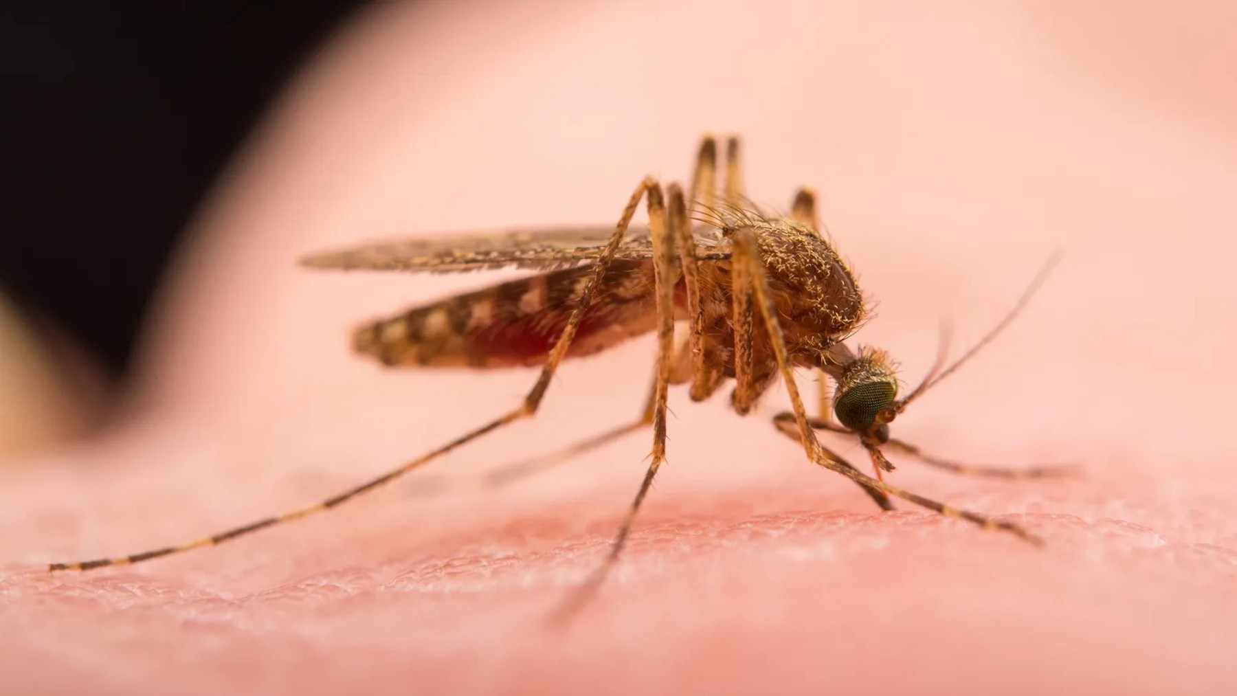Neither sweet blood nor sweat - this is the real reason why mosquitoes chase you and bite you the most - you may not know it