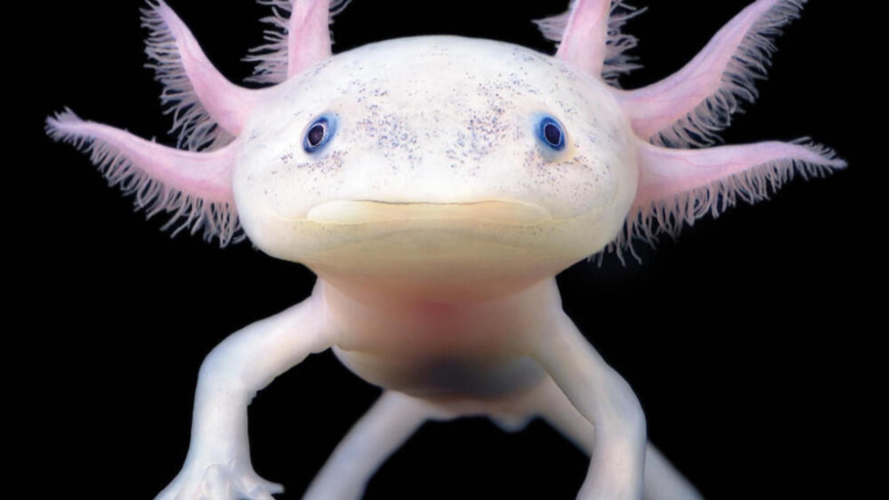No prosthetics, no surgery - scientists reveal how axolotls regenerate limbs and what it means for human medicine