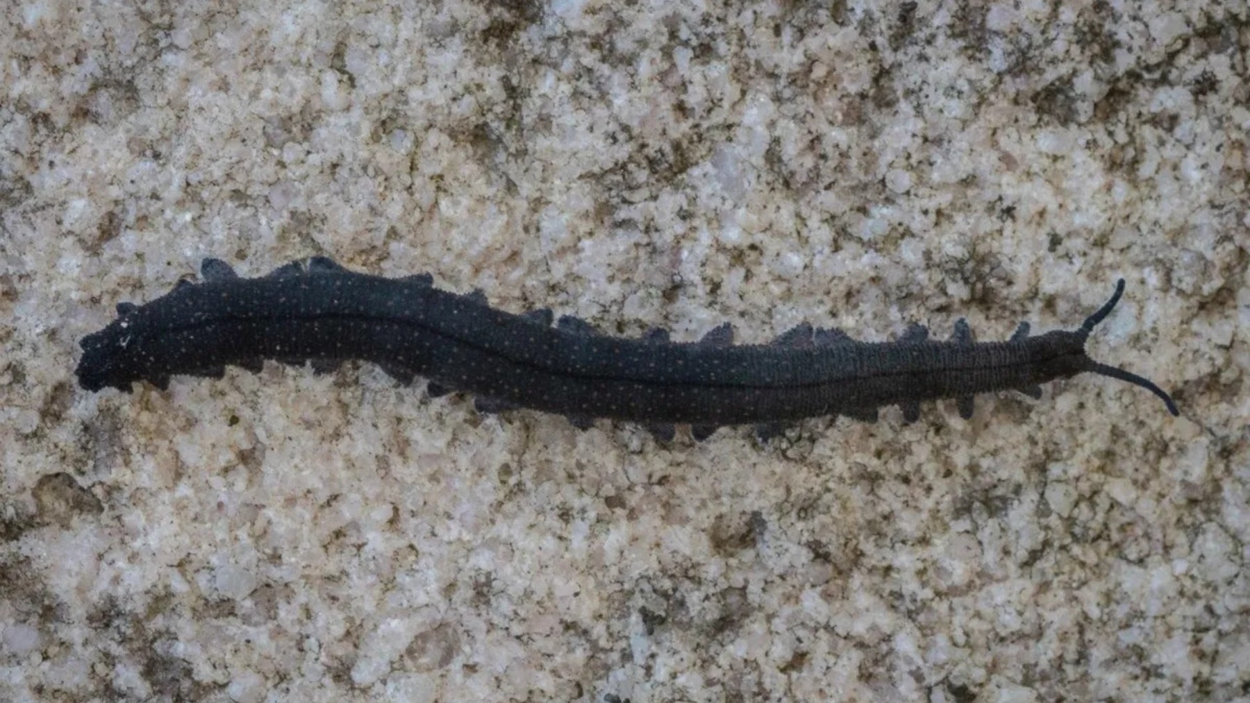 Teenager&#039;s colossal find - discovers fossil creature that survived 500 million years ago