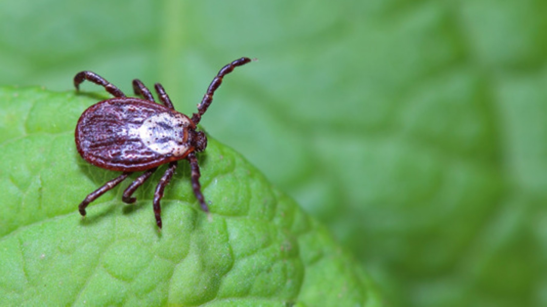 No chemicals or expensive products - this homemade solution against ticks is effective, natural and perfect for summer