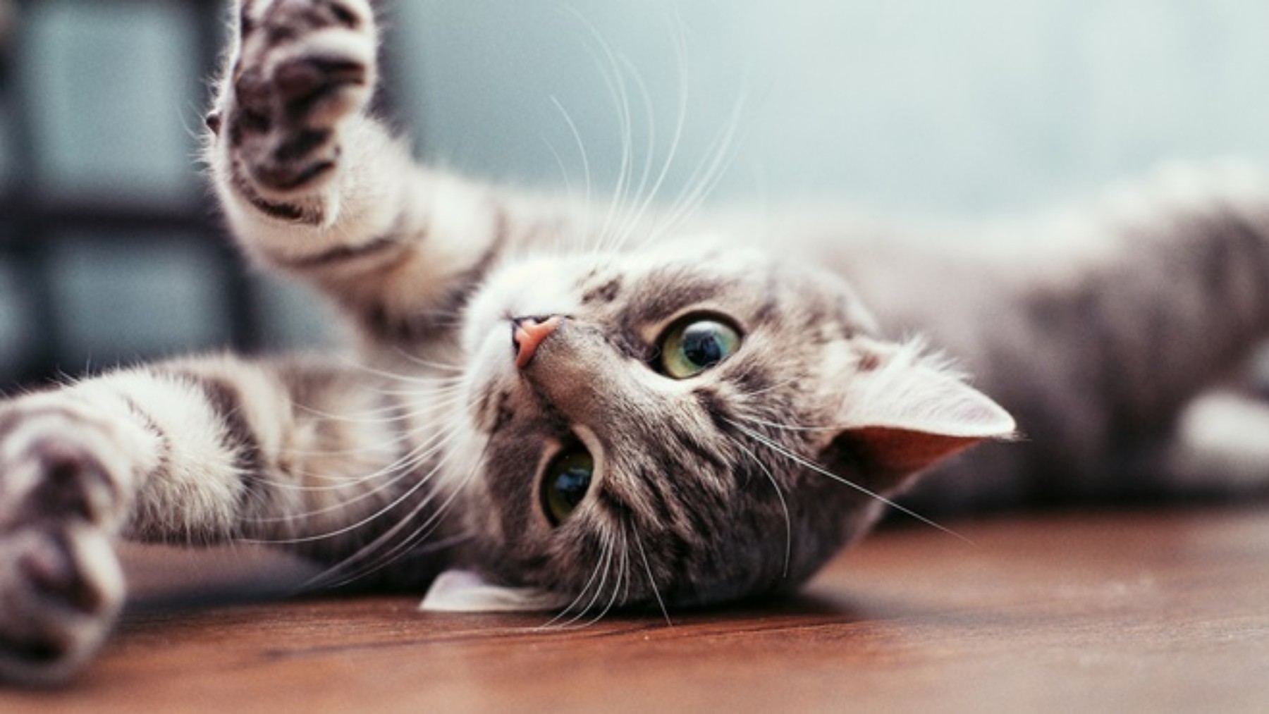 Neither by voice nor by smell - your cat does not forget you and this study reveals how it identifies you even after a long time