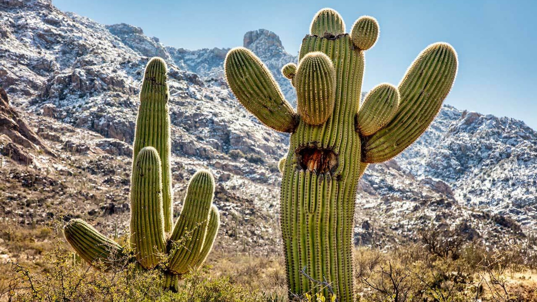 No fertilizers or expensive products - this simple gesture when watering completely changes the health of your cacti.