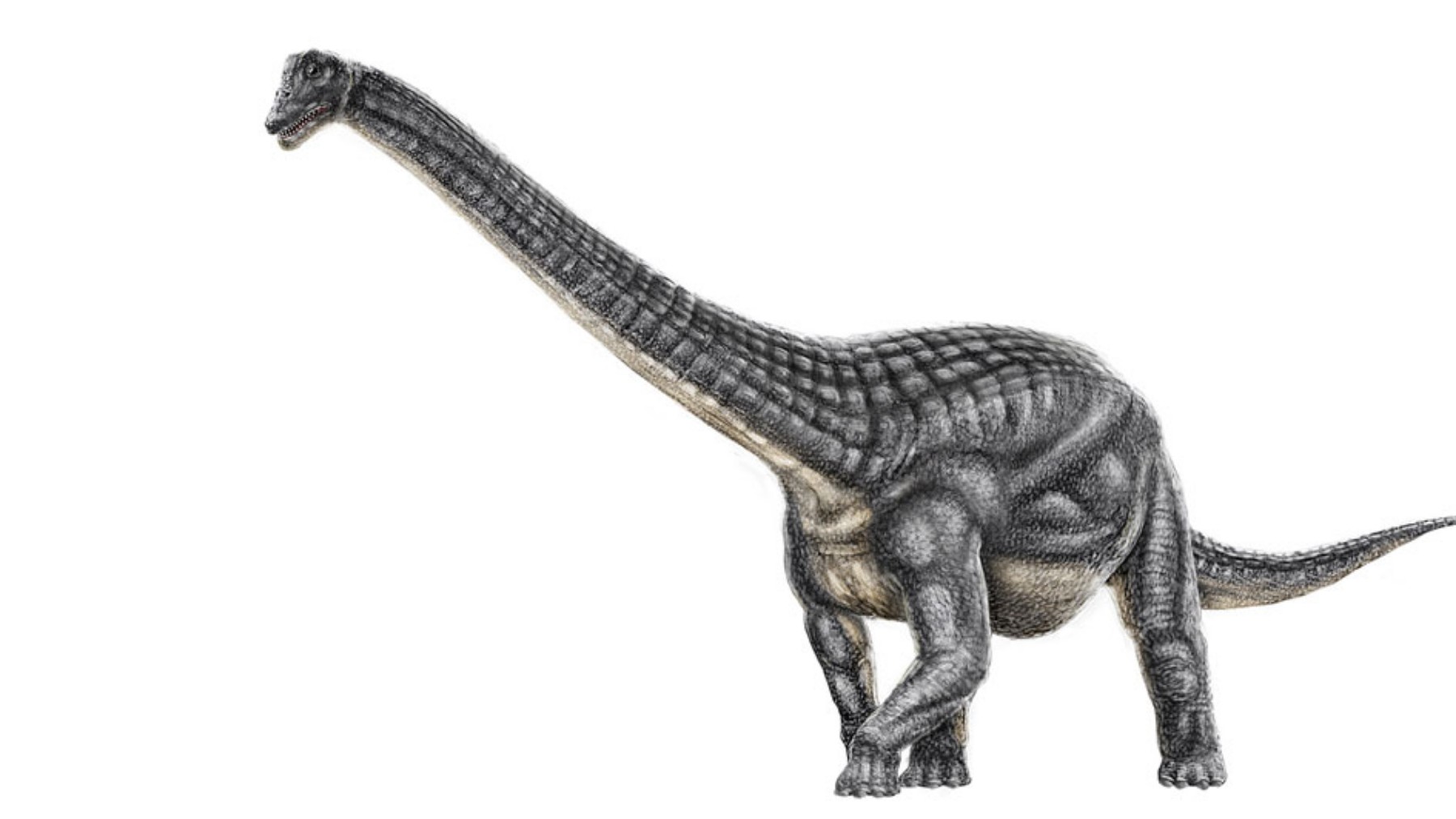 No bones, no footprints - the fossilized stomach of this Diamantinasaurus reveals unseen secrets of the Jurassic world