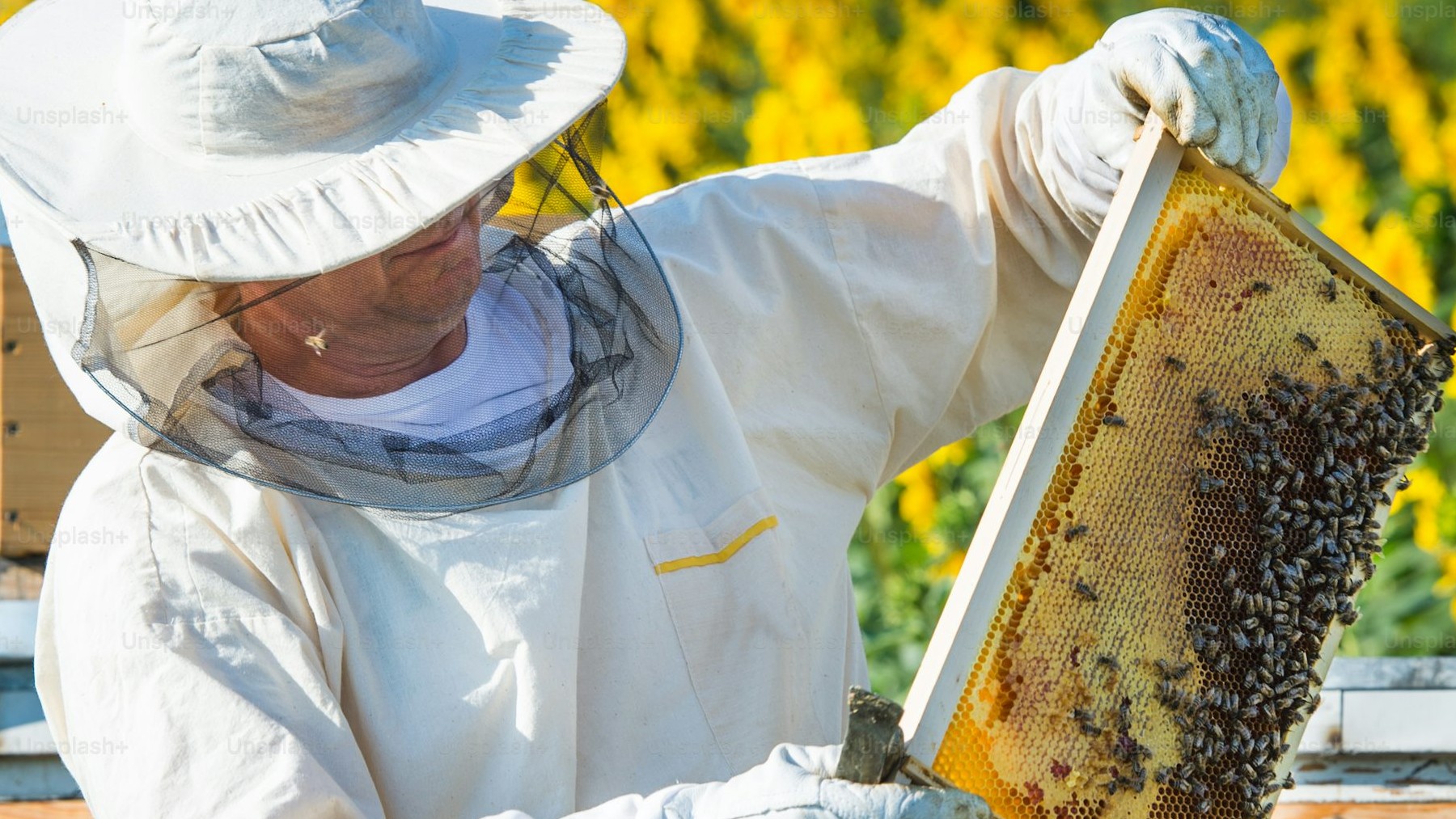 No jewels or relics - they open an old suitcase in a basement and find a surprising natural treasure