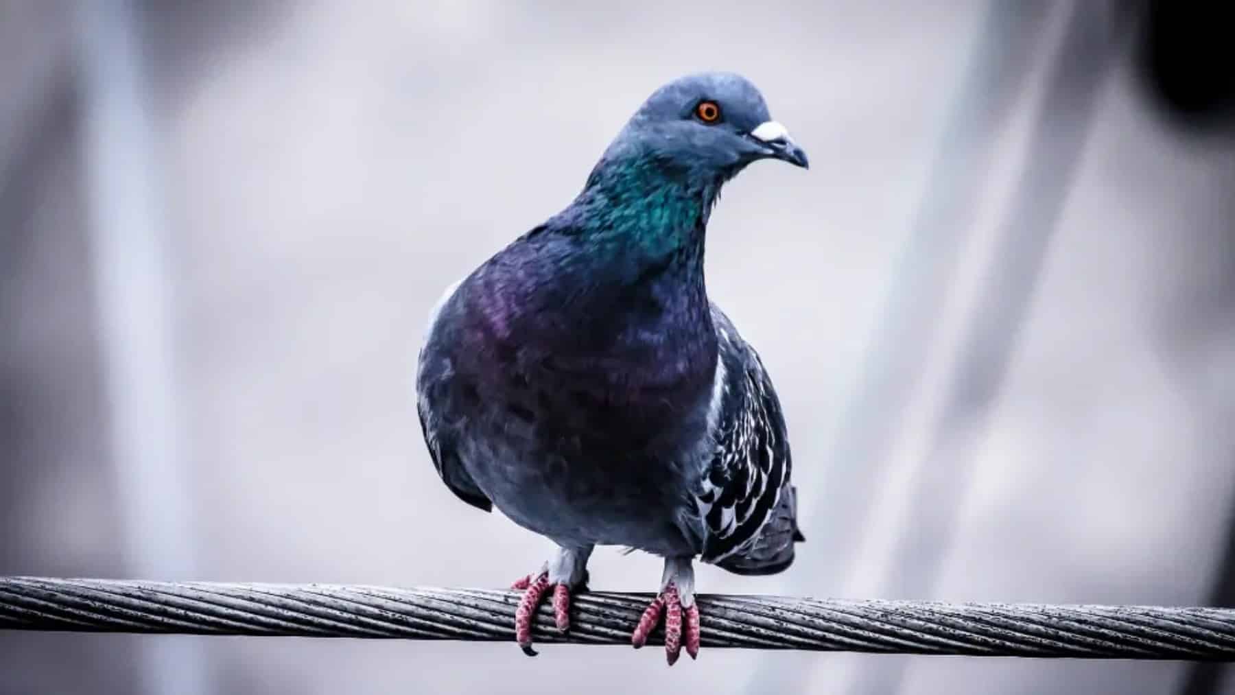 Goodbye to pigeon nests at home - these approved methods are safe, effective and easy to apply