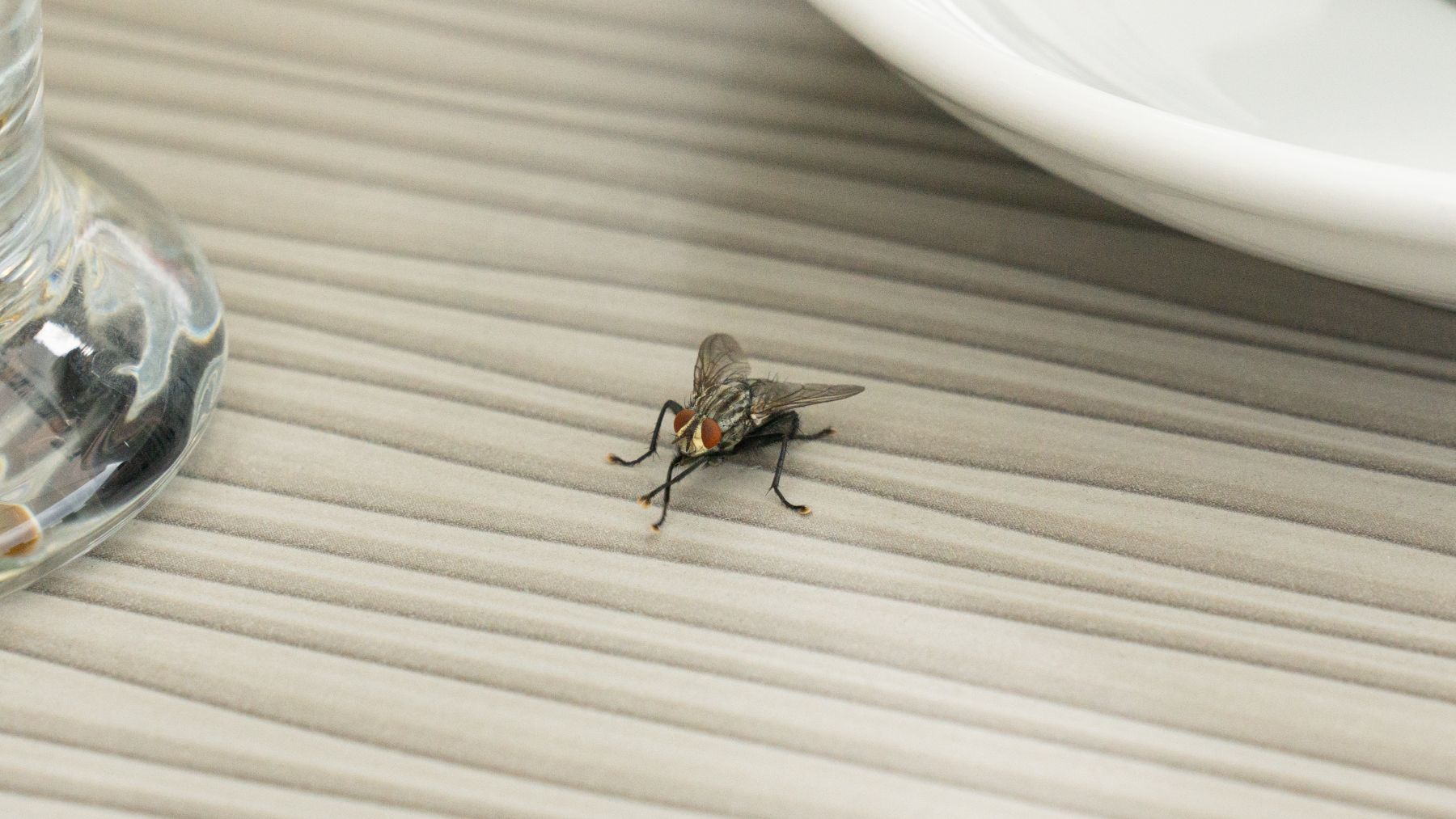 Goodbye to flies at home - the trick with bay leaves that sweeps for its natural effectiveness and fresh scent