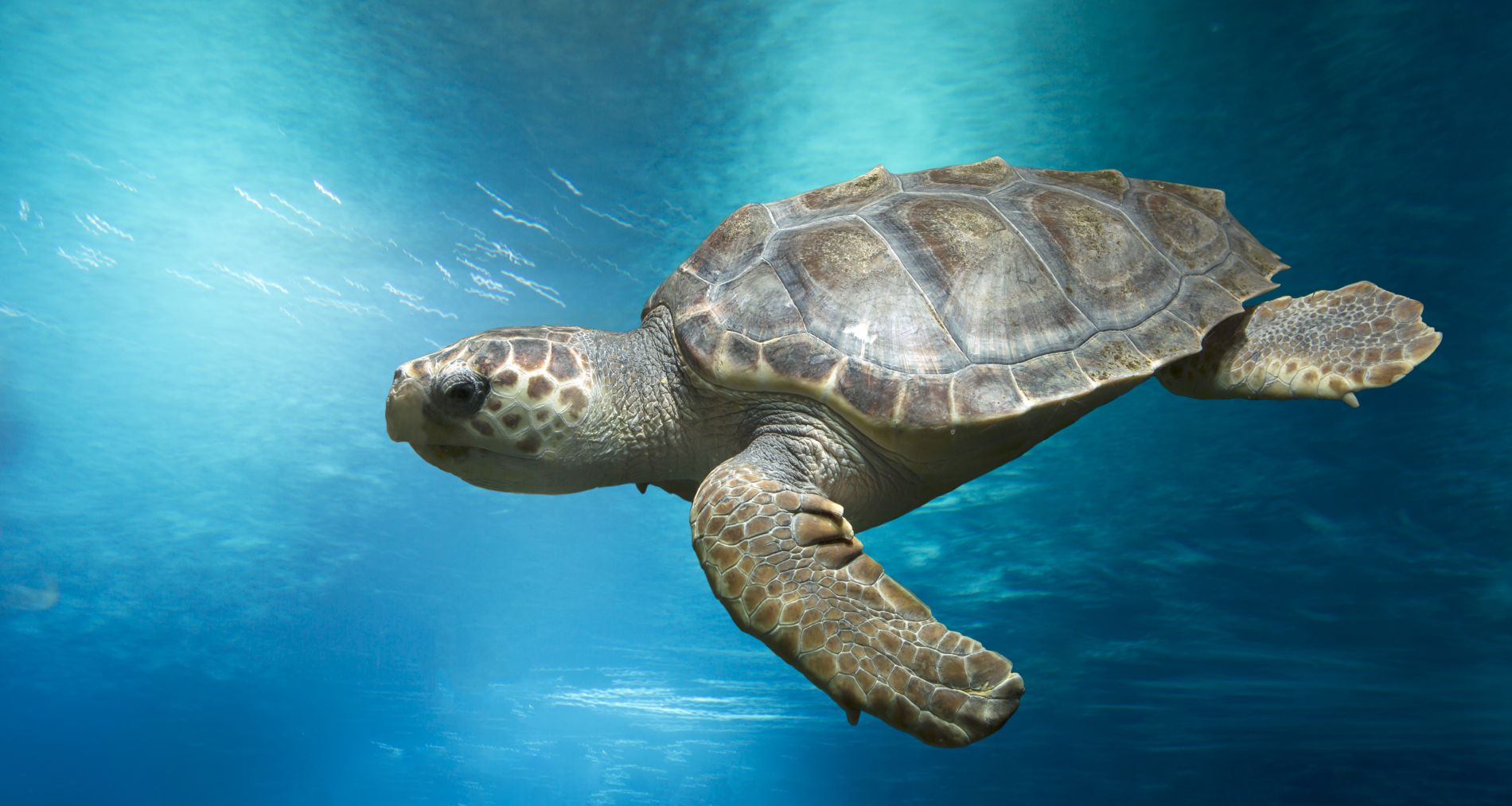 It&#039;s official - an endangered loggerhead sea turtle was saved by rescuers on a Florida beach