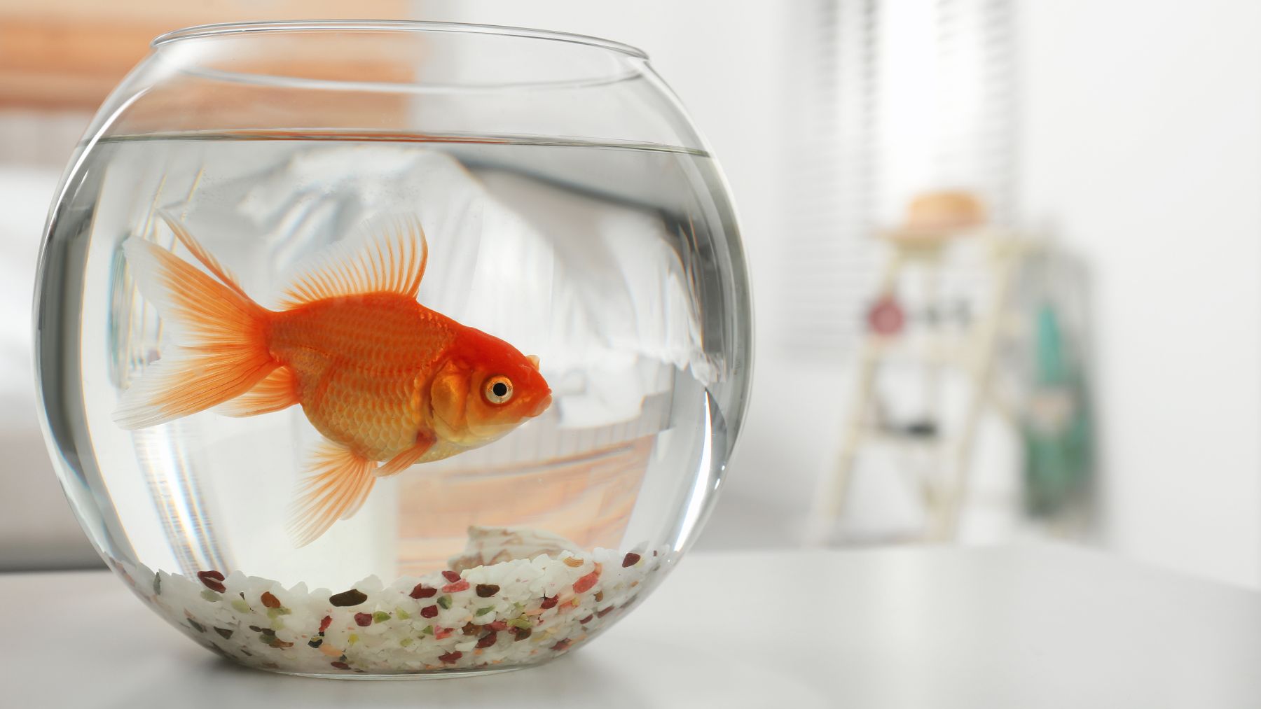 No dogs or birds—for older people, caring for fish offers peace of mind, no need to go for walks or constant attention