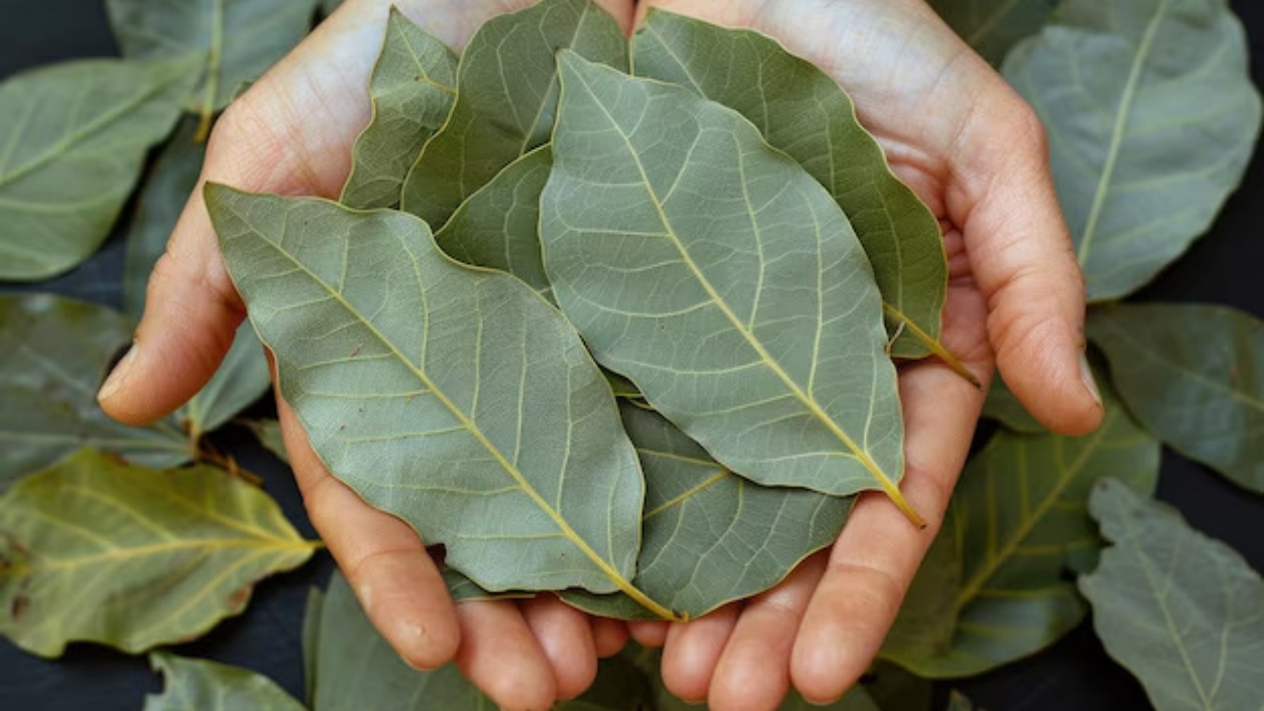 The natural trick with bay leaves that repels flies and ants from your home without chemicals or extra costs—Why the scent of bay leaves is so effective