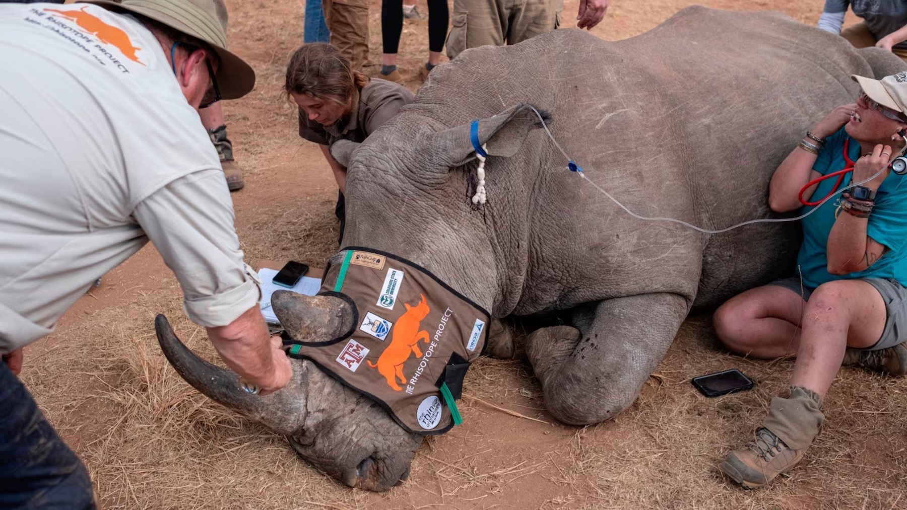 It&#039;s official - South Africa&#039;s rhinos will have horns laced with radioactive isotopes to curb illegal trade and save the species