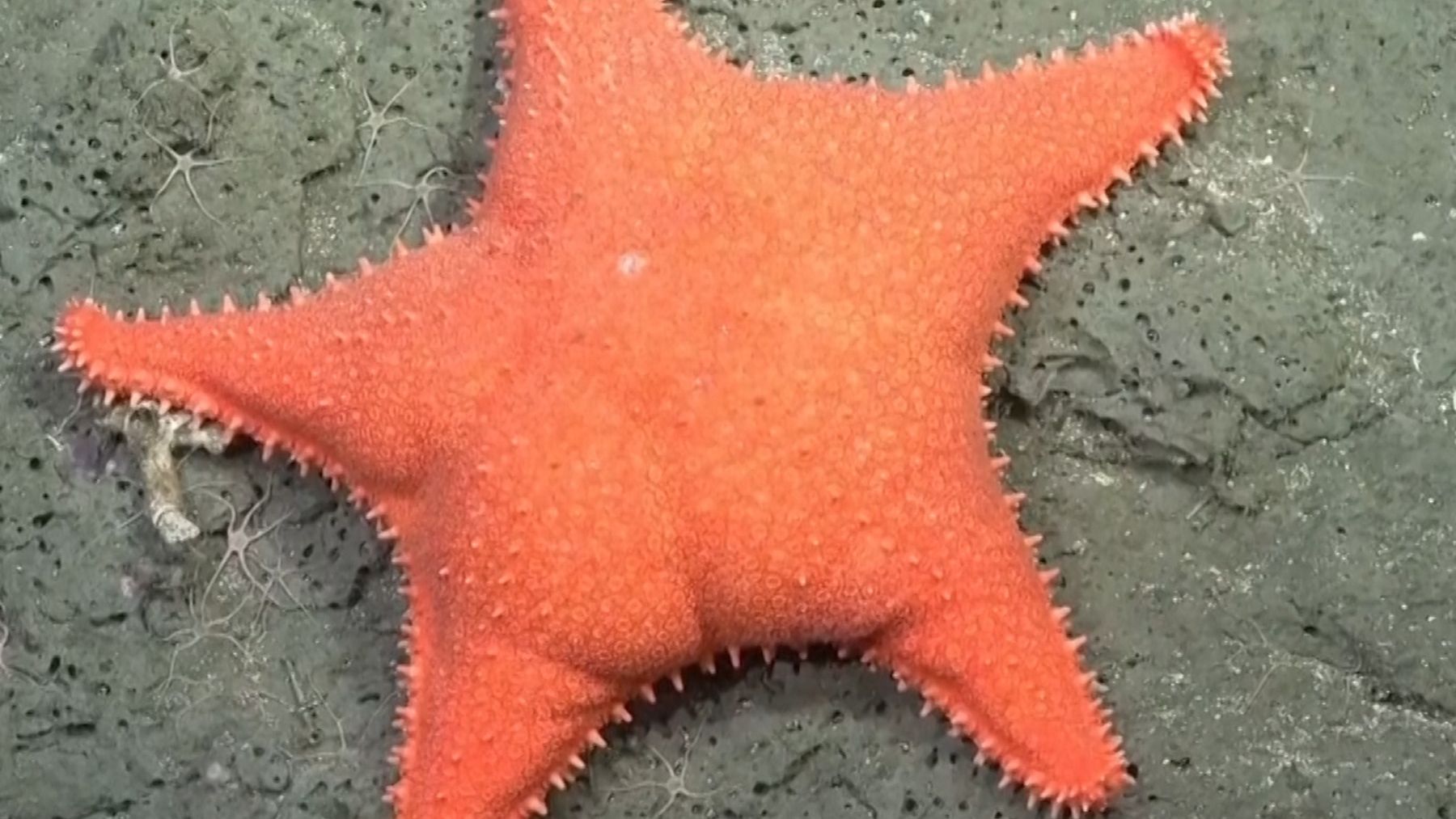 It&#039;s official - scientists find an unusually shaped starfish and its origin could be much older than thought