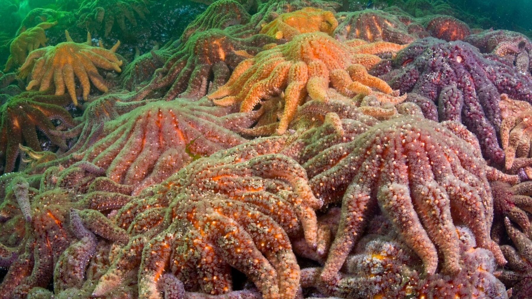 Neither environmental disease nor virus—lethal pathogen that wiped out 90% of sunflower sea stars discovered