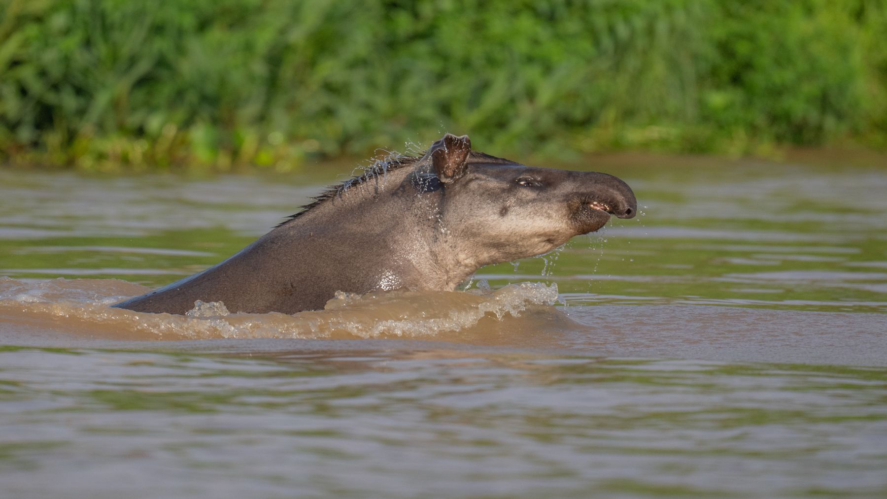 South American tapir reappears in Brazil after 111 years of disappearance and science speaks of a “miracle of nature”
