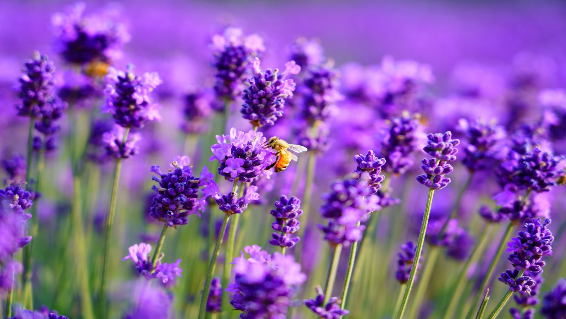 Say goodbye to wasps once and for all—plants such as lavender, mint, rosemary, and citronella are the most powerful natural repellents and will turn your patio into a safe place