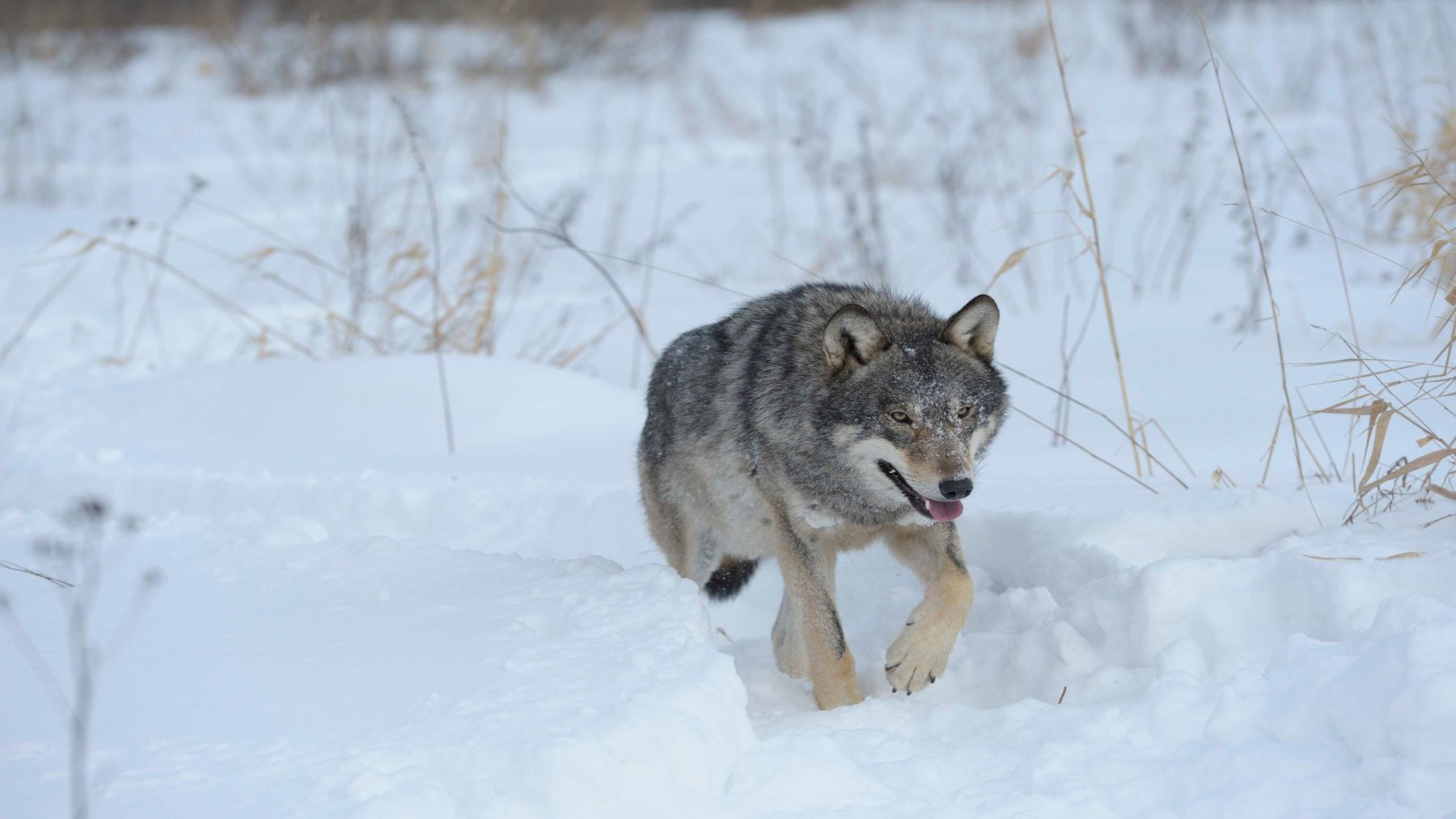 Mutants in Chernobyl—wolves exposed to radiation have developed a cancer-resistant genome that could save humans