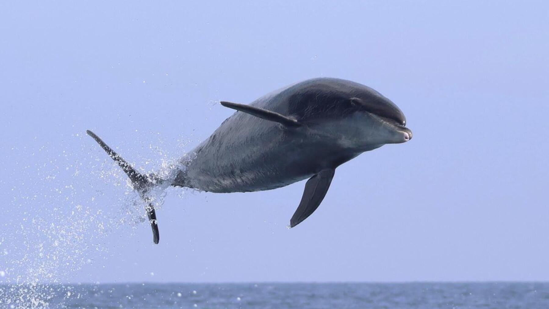 Tourists stunned in California—more than 100 bottlenose dolphins surround their boat in Newport Beach and leap up to 3 meters in a never-before-seen spectacle