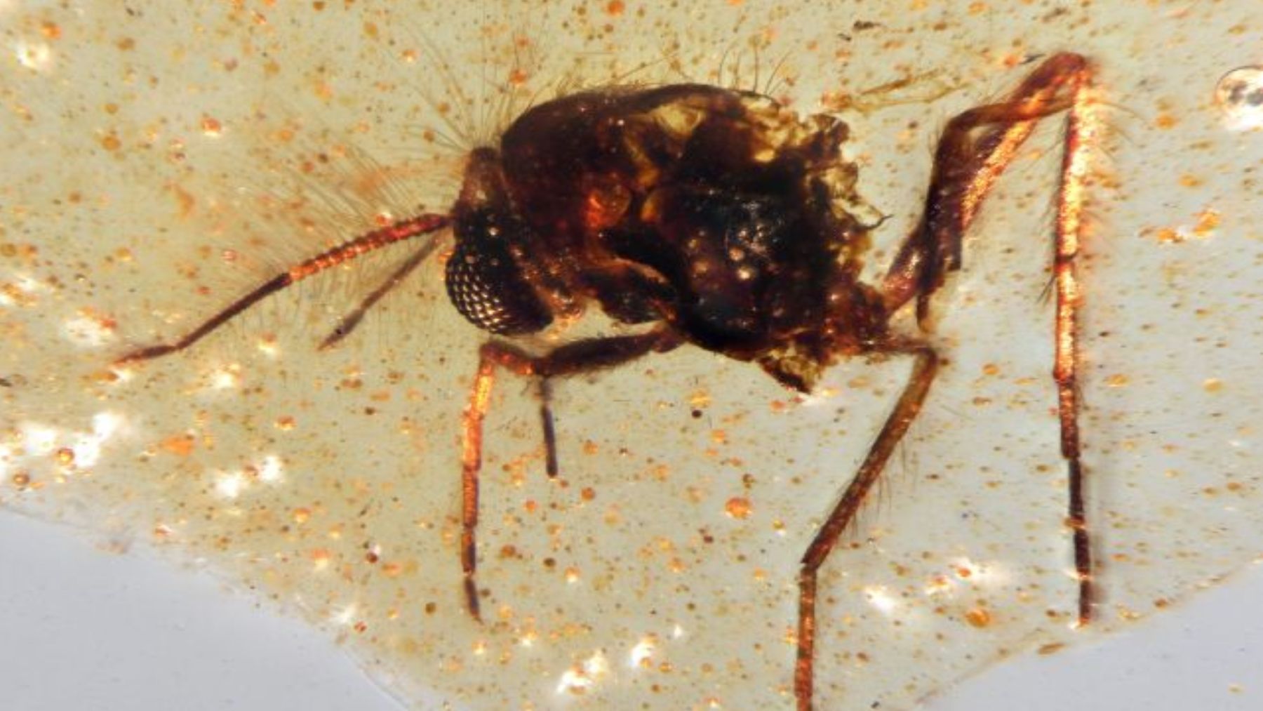 Confirmed—frozen in time for 112 million years—a complete ecosystem trapped in amber with insects, pollen, and spider webs found in Ecuador