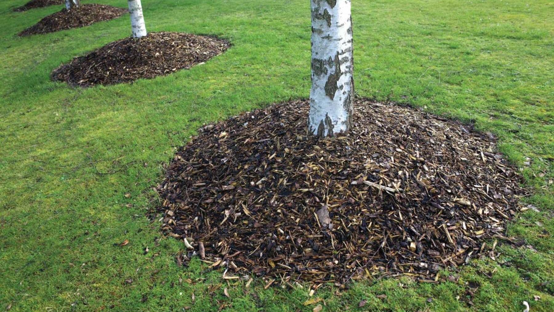 Goodbye to this gardening practice—piling mulch around the trunk strangles the roots and rots the bark