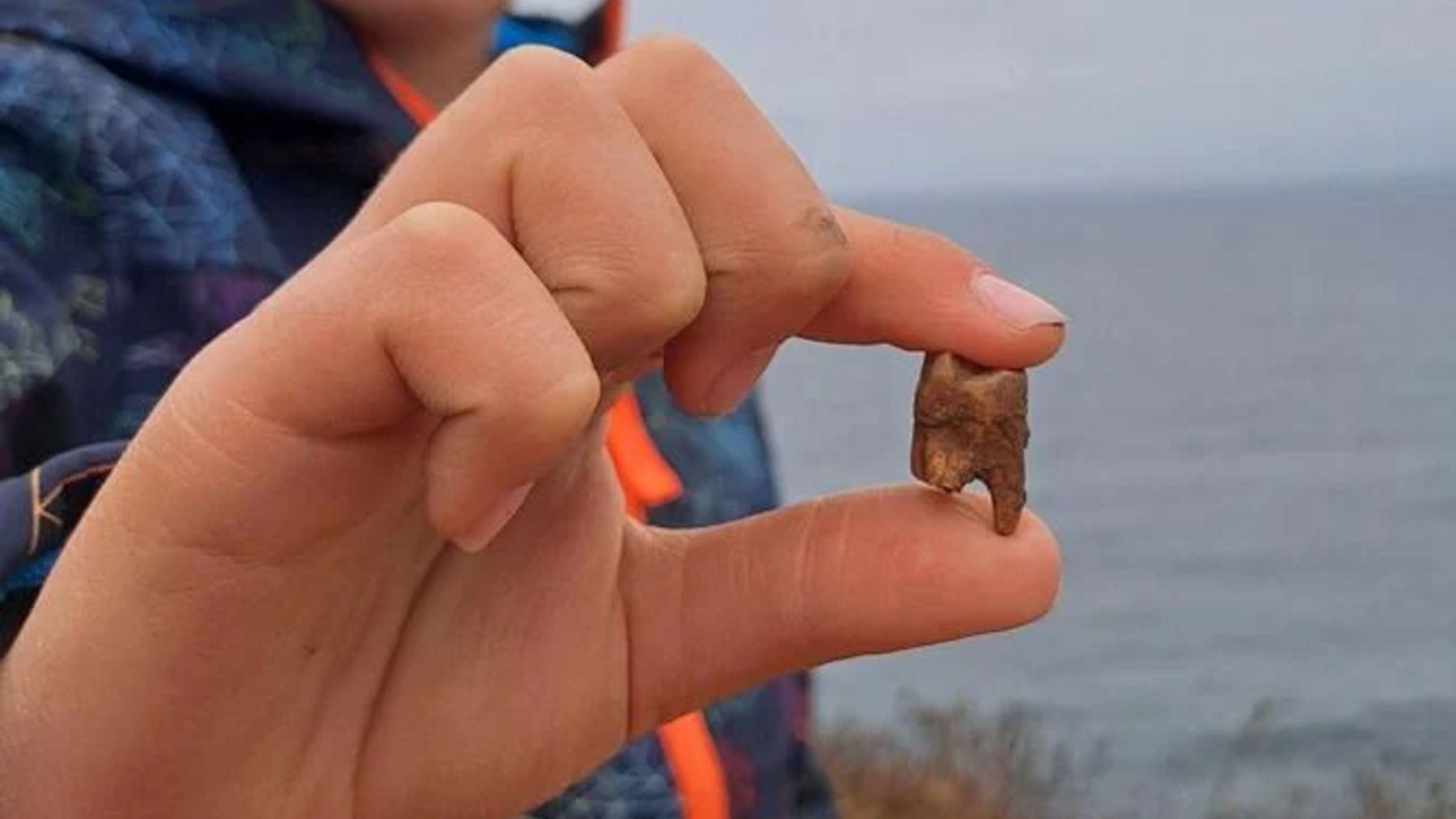 A 7-year-old boy finds a “shark tooth” at Lizard Point, and archaeologists reveal that it is human—the discovery opens a historical investigation in the United Kingdom