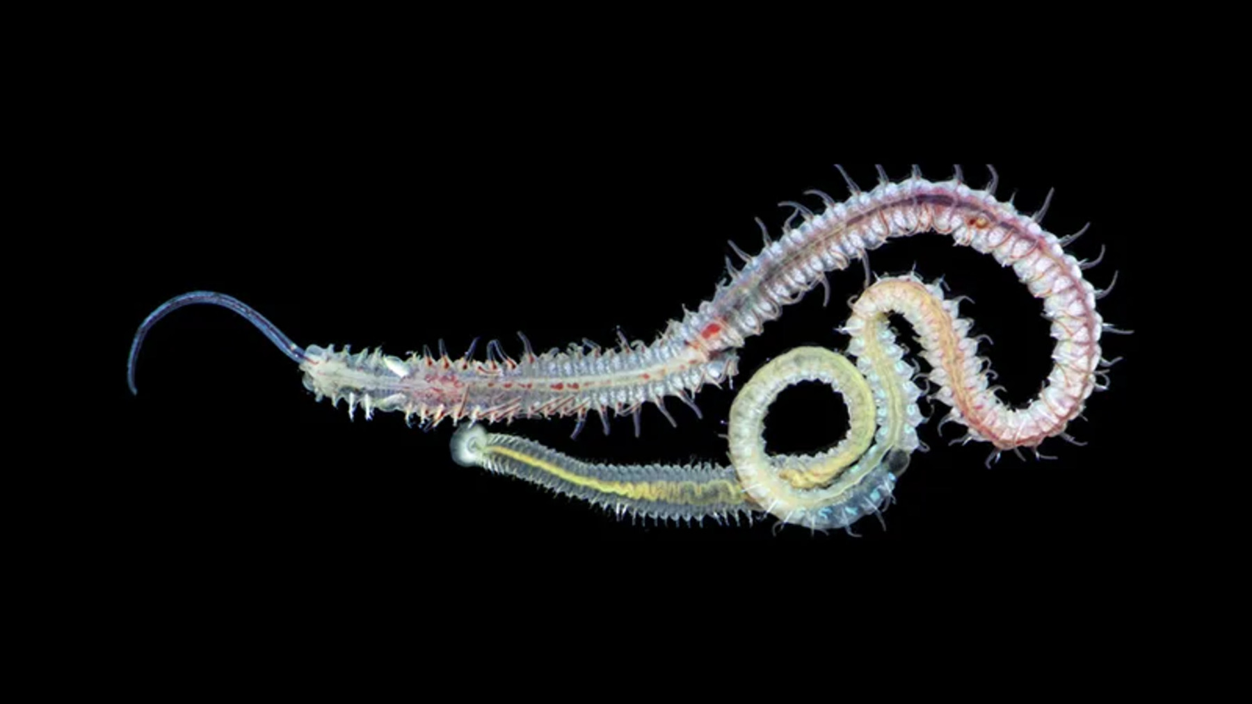 Alert in California—a dangerous parasite that disappeared 60 years ago could return, authorities warn