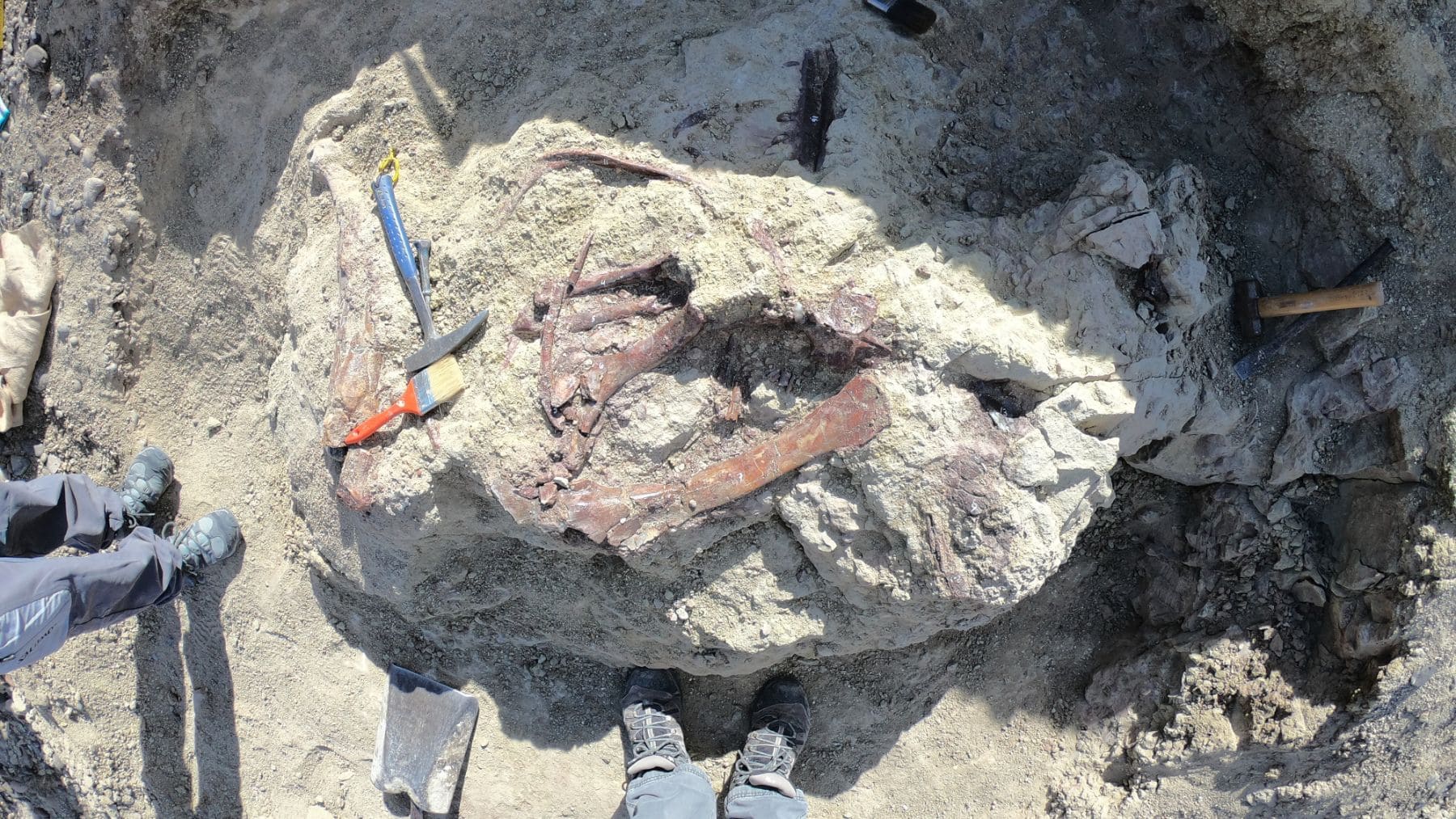 Confirmed—paleontologists in Chubut find a unique fossil, a carnivorous dinosaur caught in the middle of a feast 67 million years ago