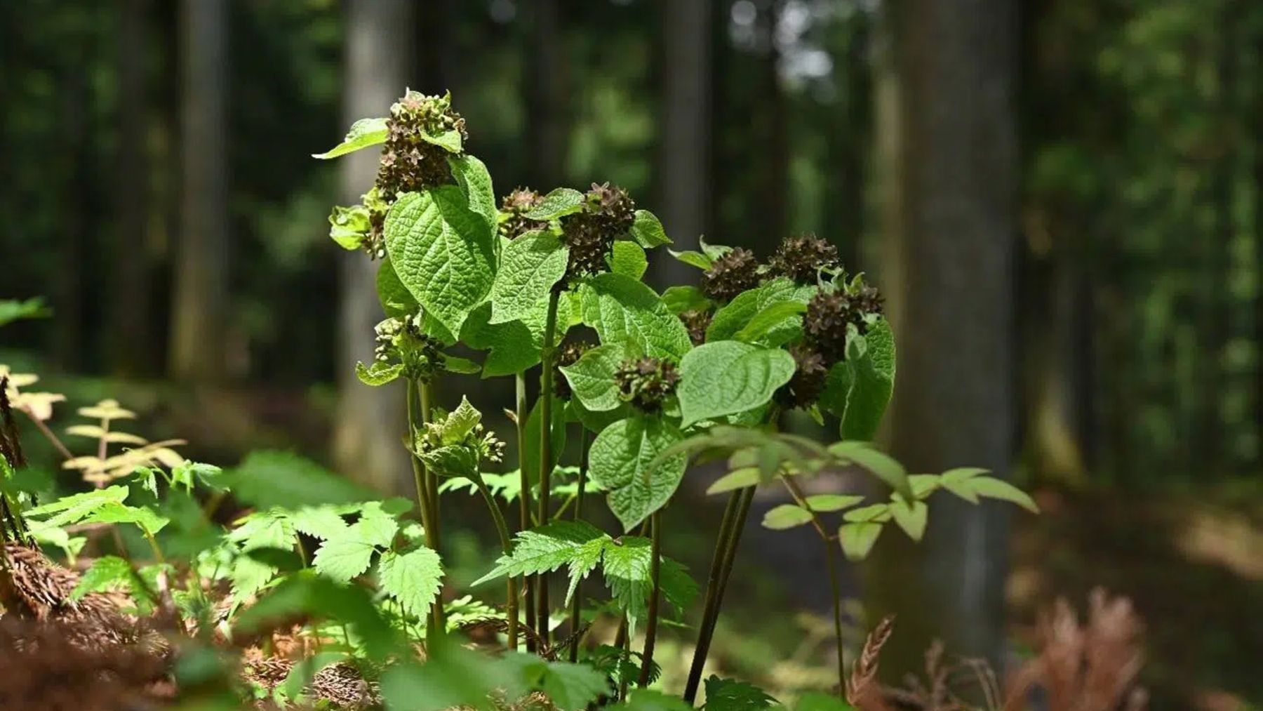 It&#039;s official—Japanese scientists discover the first plant that mimics the smell of animal suffering to survive