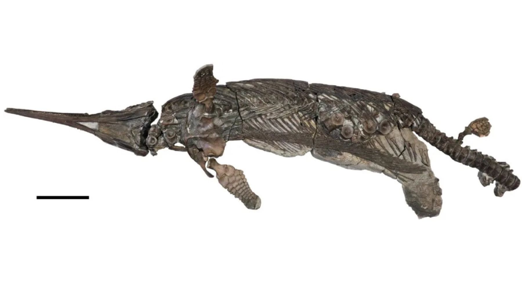 The discovery that amazes science—a new species of 190-million-year-old ichthyosaur discovered on the Jurassic Coast