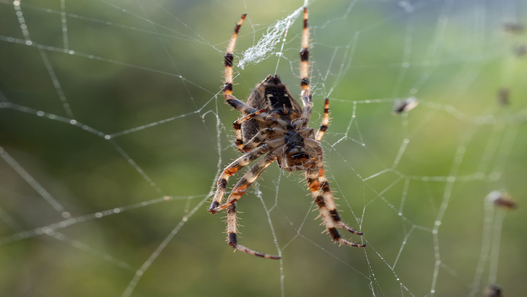 Goodbye to insecticides—white vinegar is the most powerful natural ally against spiders—here&#039;s how to use it
