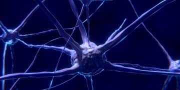 Home 11 Confirmed—USC develops technique that allows real-time visualization of microvessels in the brain