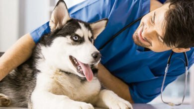 Ayudas para la asistencia de veterinario gratis