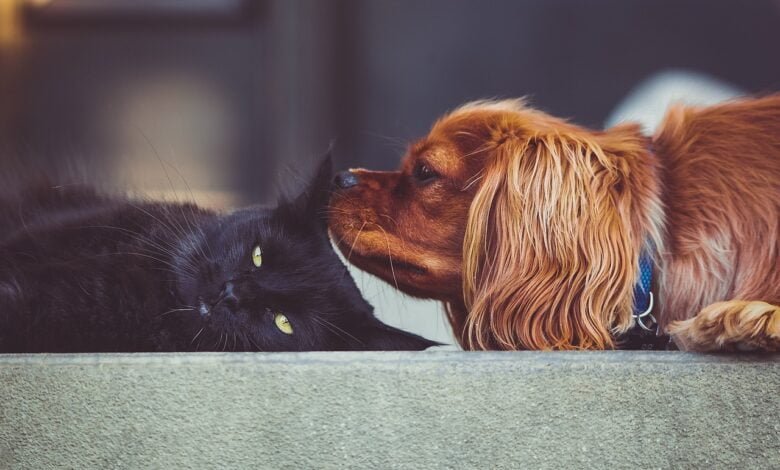 Cómo solicitar la nueva ayuda de asistencia veterinaria gratuita para tu mascota