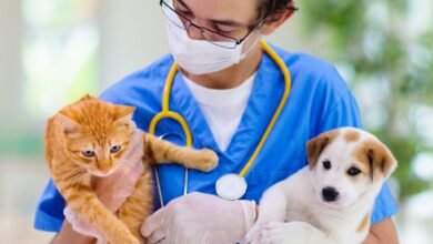 Ayudas para la asistencia veterinaria cómo solicitarlas en 2023