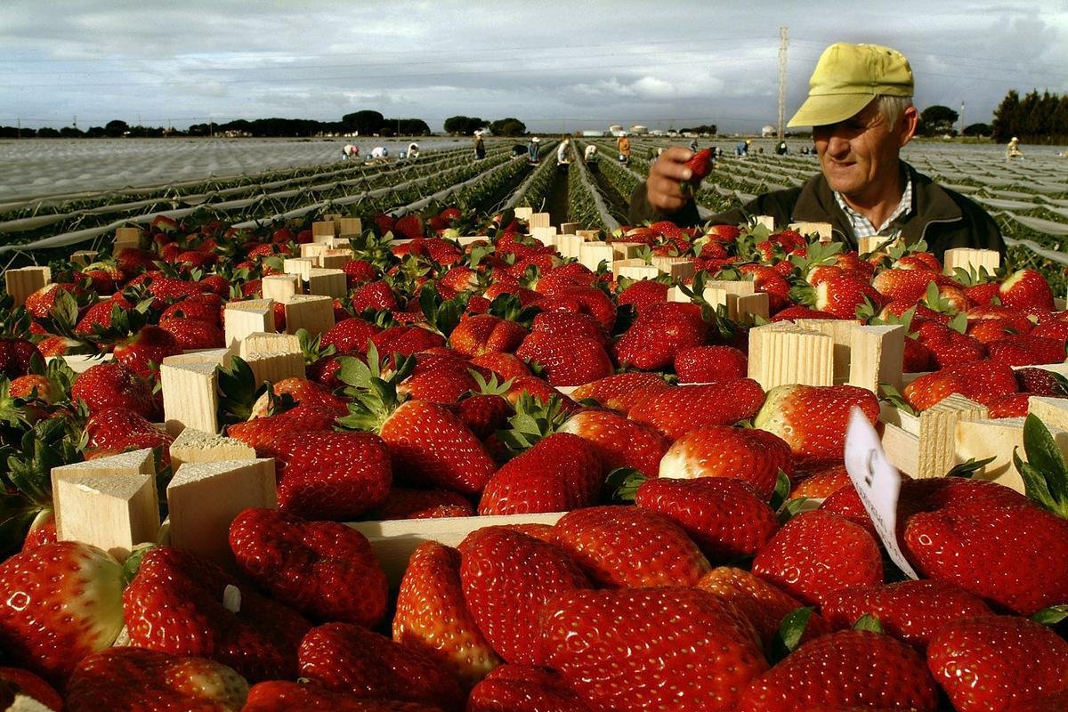 Nueva campaña para la recolección de la fresa y frutos rojos en la provincia de Huelva