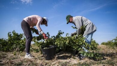 Subsidio agrario: ¿Cuántas peonadas son necesarias en 2024?