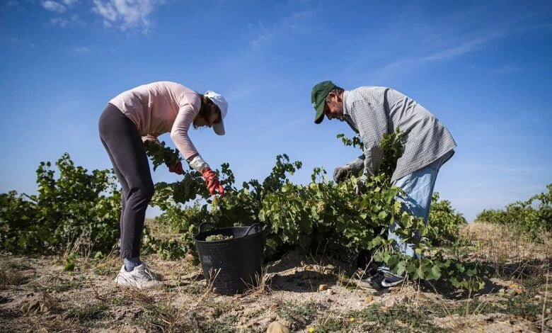 Subsidio agrario: ¿Cuántas peonadas son necesarias en 2024?