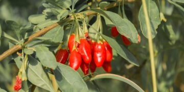 Adiós al colesterol: toma este fruto asiático cada día y mejorará tu salud.Adiós al colesterol: toma este fruto asiático cada día y mejorará tu salud.