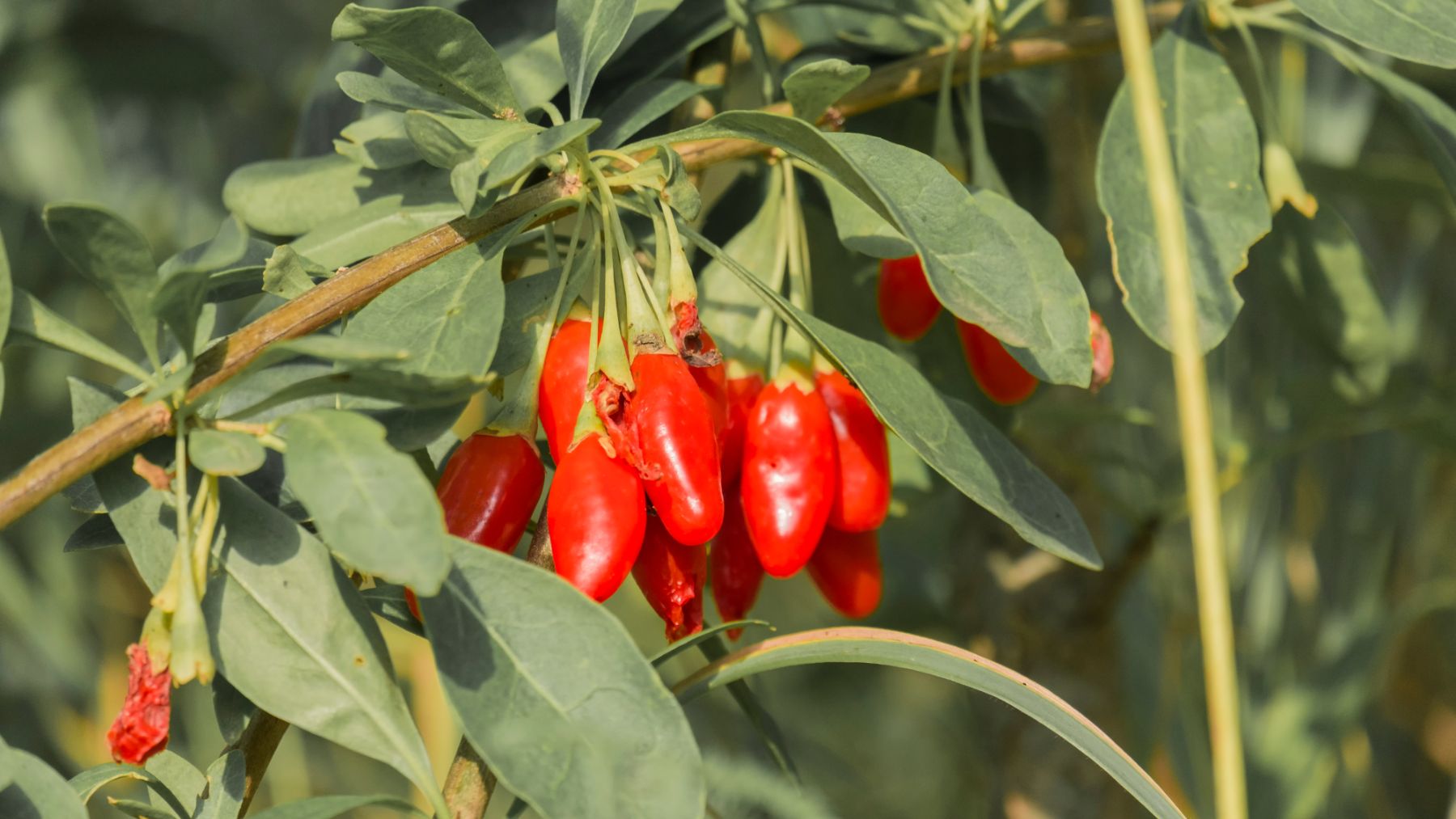 Adiós al colesterol: toma este fruto asiático cada día y mejorará tu salud.Adiós al colesterol: toma este fruto asiático cada día y mejorará tu salud.