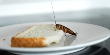 Ni cucarachas ni insectos: con esta fruta desaparecerán de tu cocina.