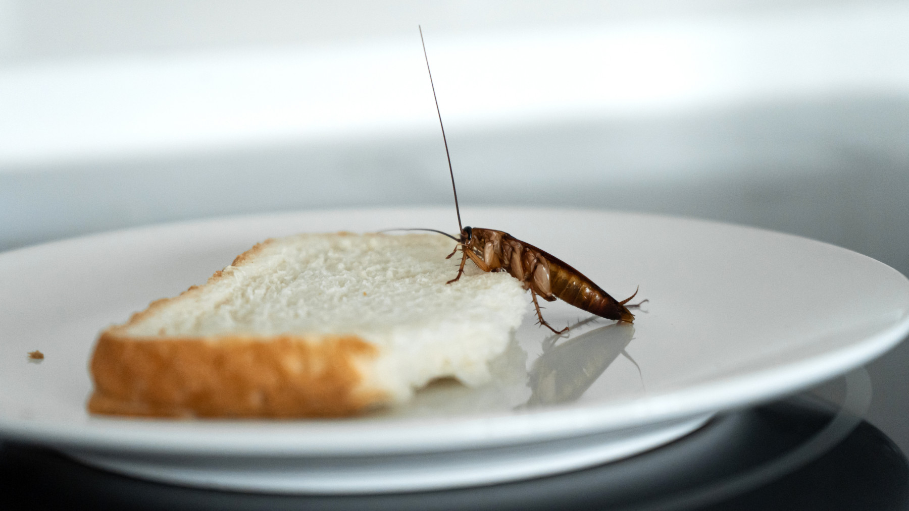 Ni cucarachas ni insectos: con esta fruta desaparecerán de tu cocina.