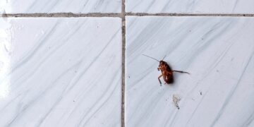 Las cucarachas ni se acercaran