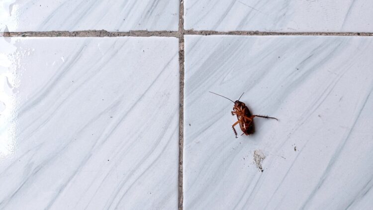 Las 3 plantas que debes tener en casa: las cucarachas ni se acercarán 1 Las cucarachas ni se acercaran